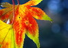 STOCK IMAGES - Fall Season : 