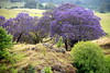 STOCK IMAGES - Hawaii - Jacaranda Trees (Maui, HI) : These gorgeous trees produce purple blooms once a year in the Spring and line the roadways upcountry on Maui.