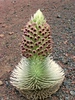 Hawaii - Haleakala National Park (Maui, HI) : Spring Sale on prints 50% off for the month of May!
 Haleakala (meaning "House of the Sun" in Hawaiian) is one of the world's largest dormant volcanos. The summit is just over 10,000 feet.
