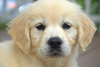 Kea - A Golden Journey : A tribute to our golden retriever puppy who is growing up on Maui. Recent photos are on the first pages.
