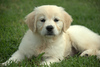 Kea - A Golden Journey : Spring Sale on prints 50% off for the month of May! 
A tribute to our little golden retriever puppy who is growing up on Maui. Recent photos are on the first pages.
