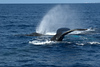 STOCK IMAGES - Hawaii - Humpback Whales (Maui, HI) : Humpback whales in the Au Au Channel between Maui and Lanai. The whales vist the island to give birth and breed from December-May each year. They are an endangered species and protected by the Marine Mammal Protection Act.