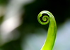 Hawaii and New Zealand - Ferns, Palms and Koru design : Spring Sale on prints 50% off for the month of May! 
I really enjoy the Koru design and fern curls. So many people have requested I put all my fern and koru designs in one gallery, here you go!