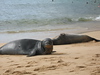 STOCK IMAGES - Hawaii - Hawaiian Monk Seals : Hawaii is blessed to have the endangered Hawaiian Monk Seal grace us with its presence on the main islands. These images are from the island of Kauai where the monk seals come up to rest on the beach after weeks hunting in the ocean. They are usually solitary animals. I had the rare opportunity to see two on Poipu Beach on the south shore of Kauai about a year ago. The more recent images are from the north shore of Kauai on a beach called Ke'e Beach. The monk seals are protected by the Marine Mammal Protection Act and should not be approached or harassed. They are quite tolerant of people and will frequently be seen resting on popular beaches. Resting on the beach for several hours (sometimes days) is essential to their survival in the ocean. Image #9 was taken just before we put up the ropes around the seal to protect it from the public. Seals have been known to bite so it is best to keep your distance and notify lifeguards or park staff when you see a monk seal arriving on the beach.