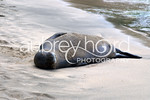 STOCK IMAGES - Hawaii - Hawaiian Monk Seals : Hawaii is blessed to have the endangered Hawaiian Monk Seal grace us with its presence on the main islands. These images are from the island of Kauai where the monk seals come up to rest on the beach after weeks hunting in the ocean. They are usually solitary animals. I had the rare opportunity to see two on Poipu Beach on the south shore of Kauai about a year ago. The more recent images are from the north shore of Kauai on a beach called Ke'e Beach. The monk seals are protected by the Marine Mammal Protection Act and should not be approached or harassed. They are quite tolerant of people and will frequently be seen resting on popular beaches. Resting on the beach for several hours (sometimes days) is essential to their survival in the ocean. Image #9 was taken just before we put up the ropes around the seal to protect it from the public. Seals have been known to bite so it is best to keep your distance and notify lifeguards or park staff when you see a monk seal arriving on the beach.