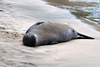 STOCK IMAGES - Hawaii - Hawaiian Monk Seals : Hawaii is blessed to have the endangered Hawaiian Monk Seal grace us with its presence on the main islands. These images are from the island of Kauai where the monk seals come up to rest on the beach after weeks hunting in the ocean. They are usually solitary animals. I had the rare opportunity to see two on Poipu Beach on the south shore of Kauai about a year ago. The more recent images are from the north shore of Kauai on a beach called Ke'e Beach. The monk seals are protected by the Marine Mammal Protection Act and should not be approached or harassed. They are quite tolerant of people and will frequently be seen resting on popular beaches. Resting on the beach for several hours (sometimes days) is essential to their survival in the ocean. Image #9 was taken just before we put up the ropes around the seal to protect it from the public. Seals have been known to bite so it is best to keep your distance and notify lifeguards or park staff when you see a monk seal arriving on the beach.