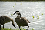 STOCK IMAGES - Hawaii - Nene Goose : The Hawaiian Nene Goose is endangered and can be found on all the Hawaiian Islands. The images here represent Nene that I have photographed at Haleakala National Park and in Hanalei on Kauai. Many have been raised in captivity and have banded legs with numbers for researchers to track their progress. Hikers who encounter the Nene are encouraged not to feed them. They are very curious and talkative birds.