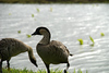 STOCK IMAGES - Hawaii - Nene Goose : The Hawaiian Nene Goose is endangered and can be found on all the Hawaiian Islands. The images here represent Nene that I have photographed at Haleakala National Park and in Hanalei on Kauai. Many have been raised in captivity and have banded legs with numbers for researchers to track their progress. Hikers who encounter the Nene are encouraged not to feed them. They are very curious and talkative birds.