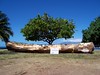 EVENTS - 2006 International Festival of Canoes (Lahaina, HI) : 