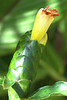 Maui Tropicals and Foliage : Tropical Flowers from one of our local growers.