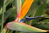 Bird of paradise profile