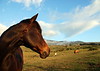 Upcountry Maui - horses along Thompson Road