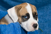 NEW!! PET PORTRAITS - Blue and Safari's Puppies : American Bulldog puppies at 7 weeks old.