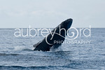 STOCK IMAGES - Hawaii - Humpback Whales (Maui, HI) : Humpback whales in the Au Au Channel between Maui and Lanai. The whales vist the island to give birth and breed from December-May each year. They are an endangered species and protected by the Marine Mammal Protection Act.