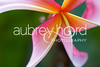 STOCK IMAGES - Plumeria Flowers : 