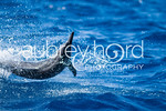 STOCK IMAGES - Dolphins : Spinner dolphins off the coast of Maui in the Au Au Channel.
